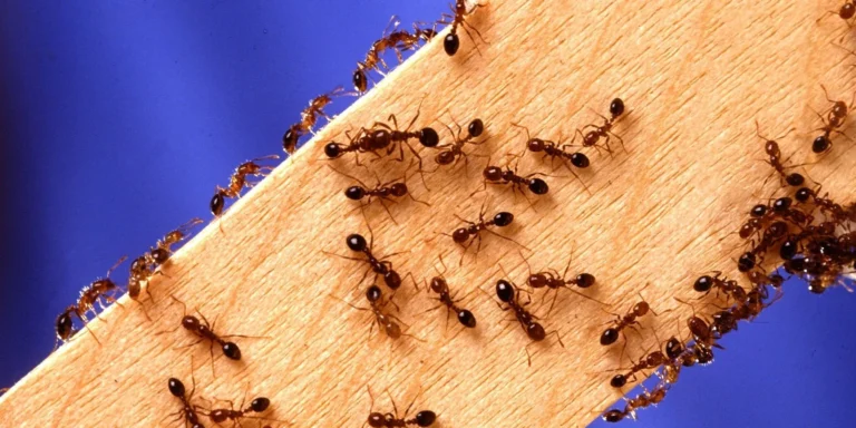 From Ants to Wasps: Targeted Pest Control Tips for Specific Insects